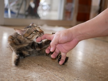 A playful cat is lying on the floor, biting a person's finger gently. The cat's fur is a mix of brown, black, and white, with a distinct tabby pattern. The scene takes place indoors on a smooth, light-colored surface. The cat appears energetic and engaged, interacting closely with the human.