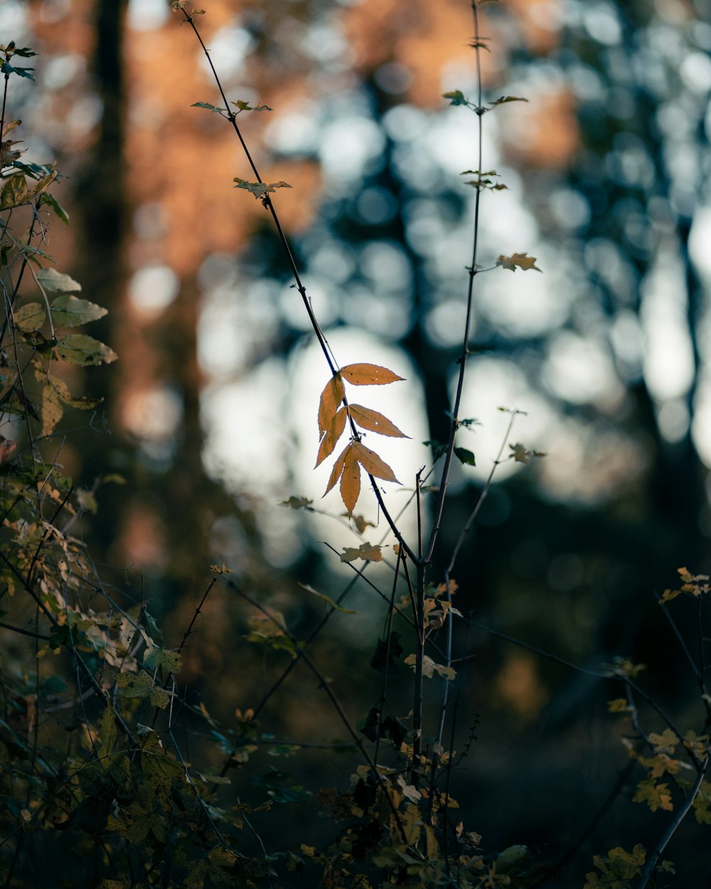 a tree branch with some leaves on it