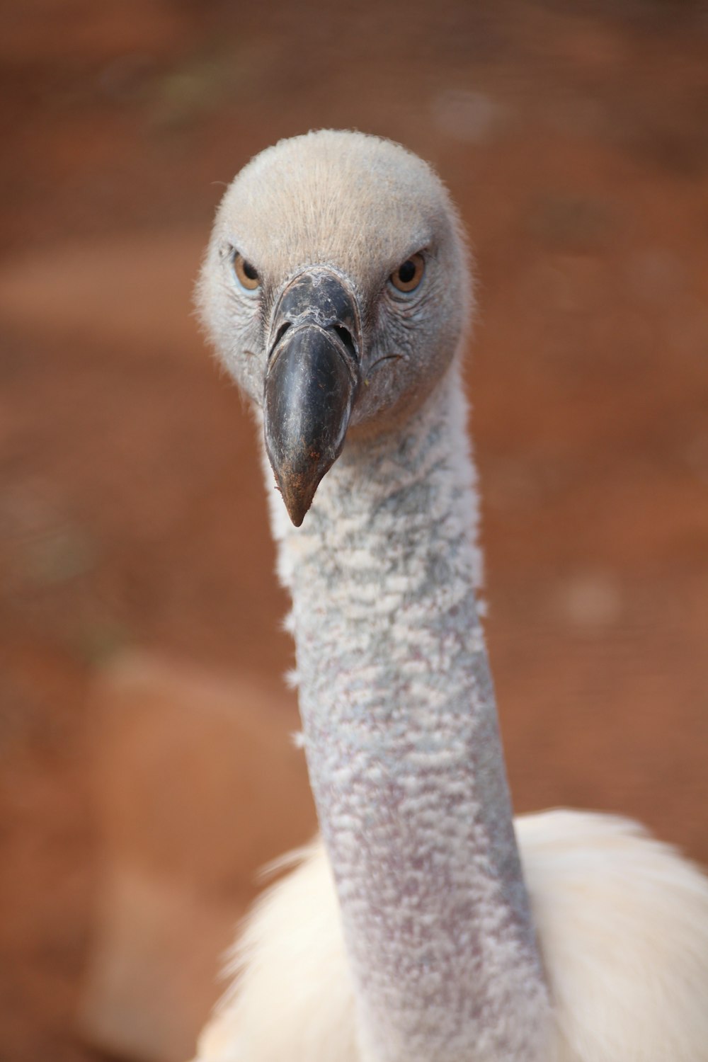 a close up of a bird on a dirt ground