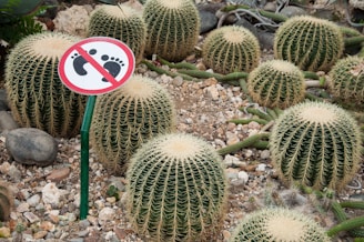 a group of cacti with a sign in the middle of them