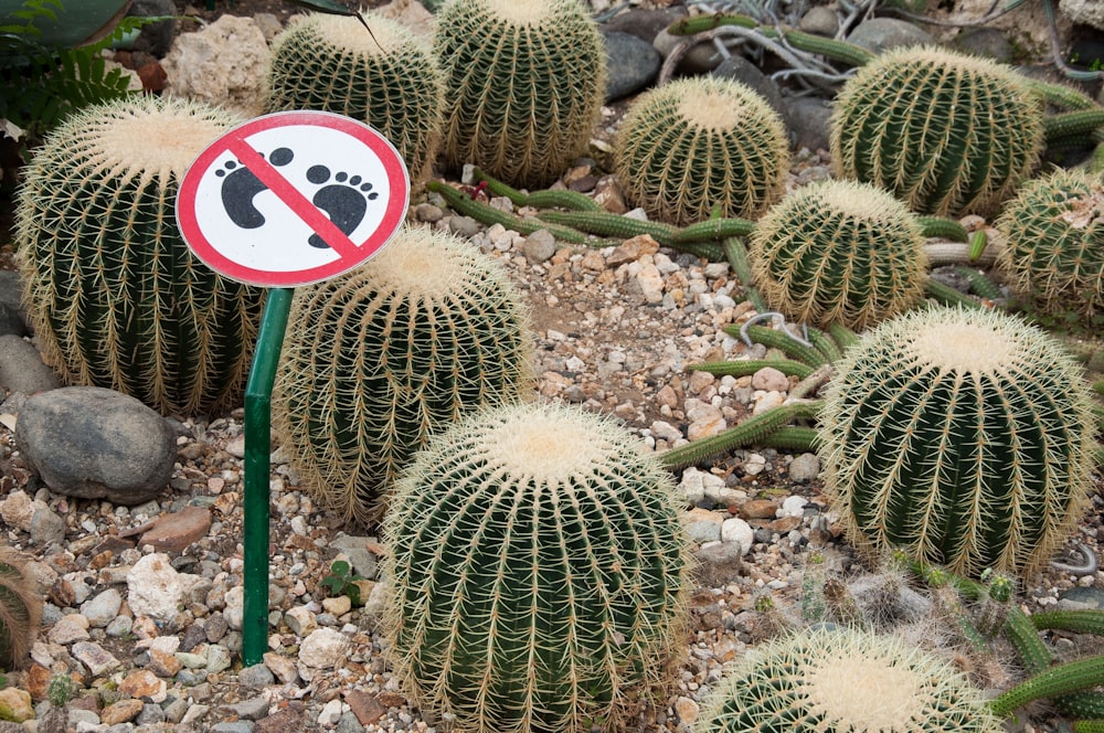 a group of cacti with a sign in the middle of them
