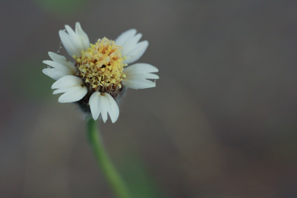 a close up of a flower with a blurry background