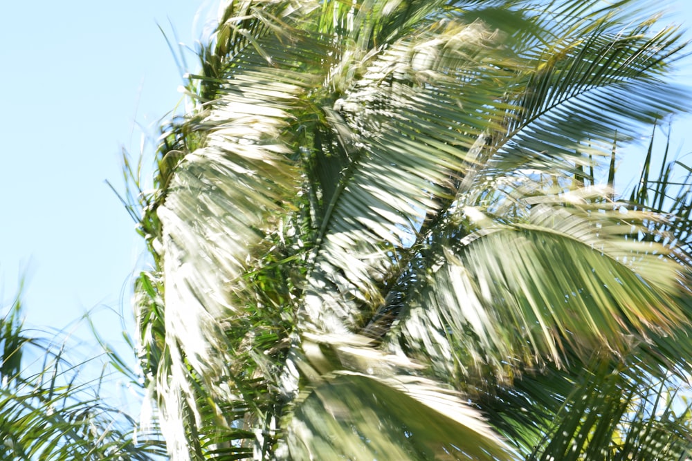 a close up of a palm tree with a blue sky in the background