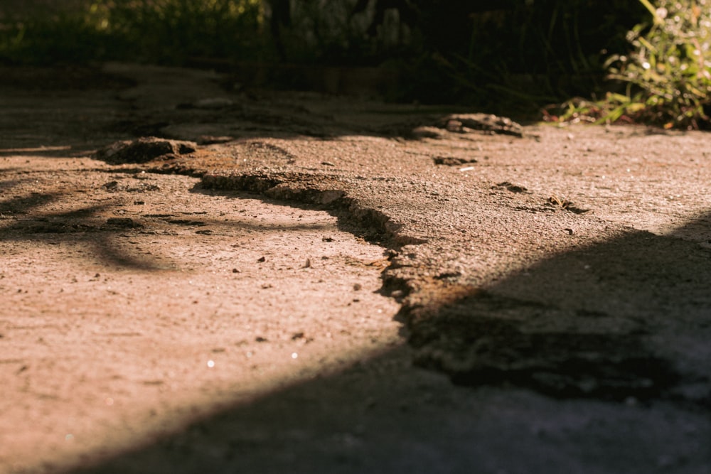 the shadow of a bird on the ground