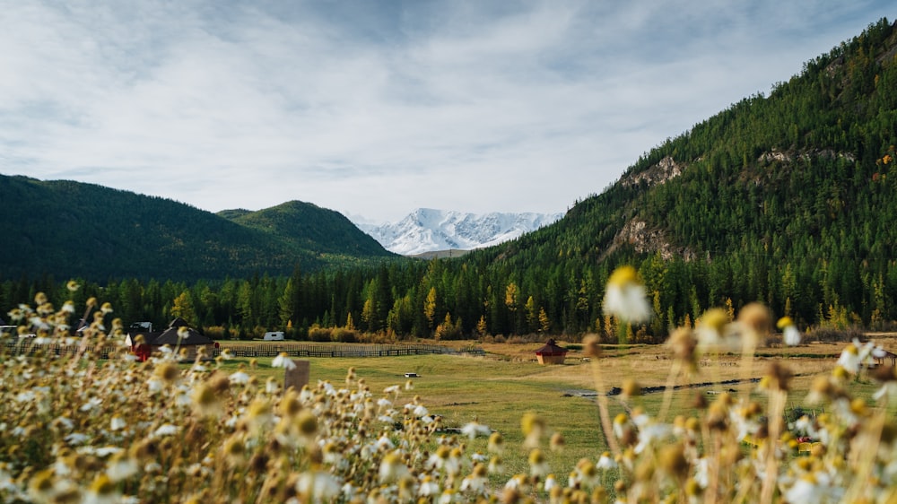 a field with a mountain in the background