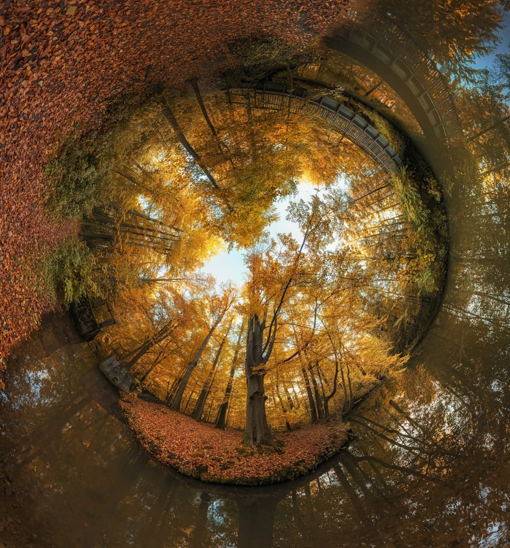 a fish eye view of a tree in a forest