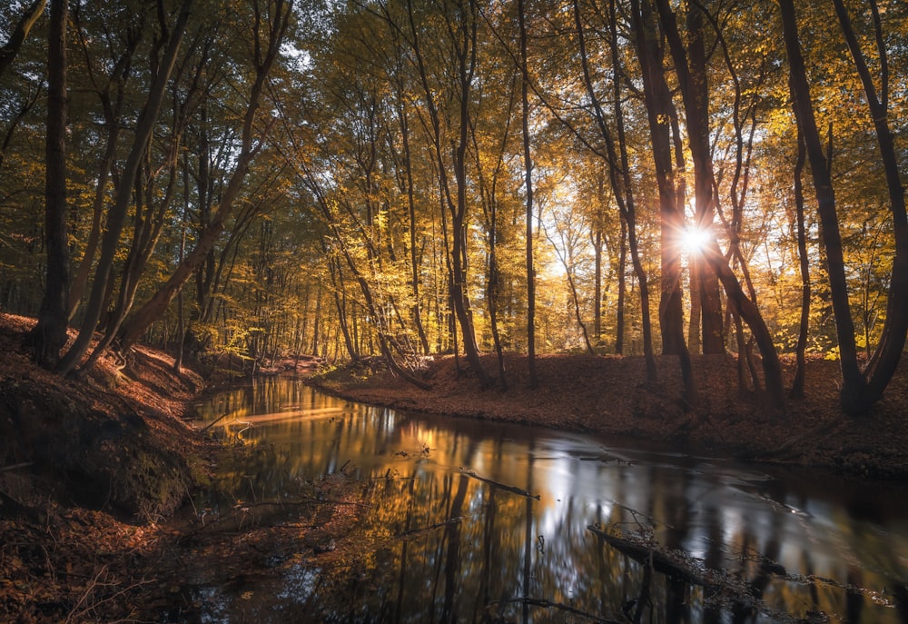 the sun shines through the trees in the forest