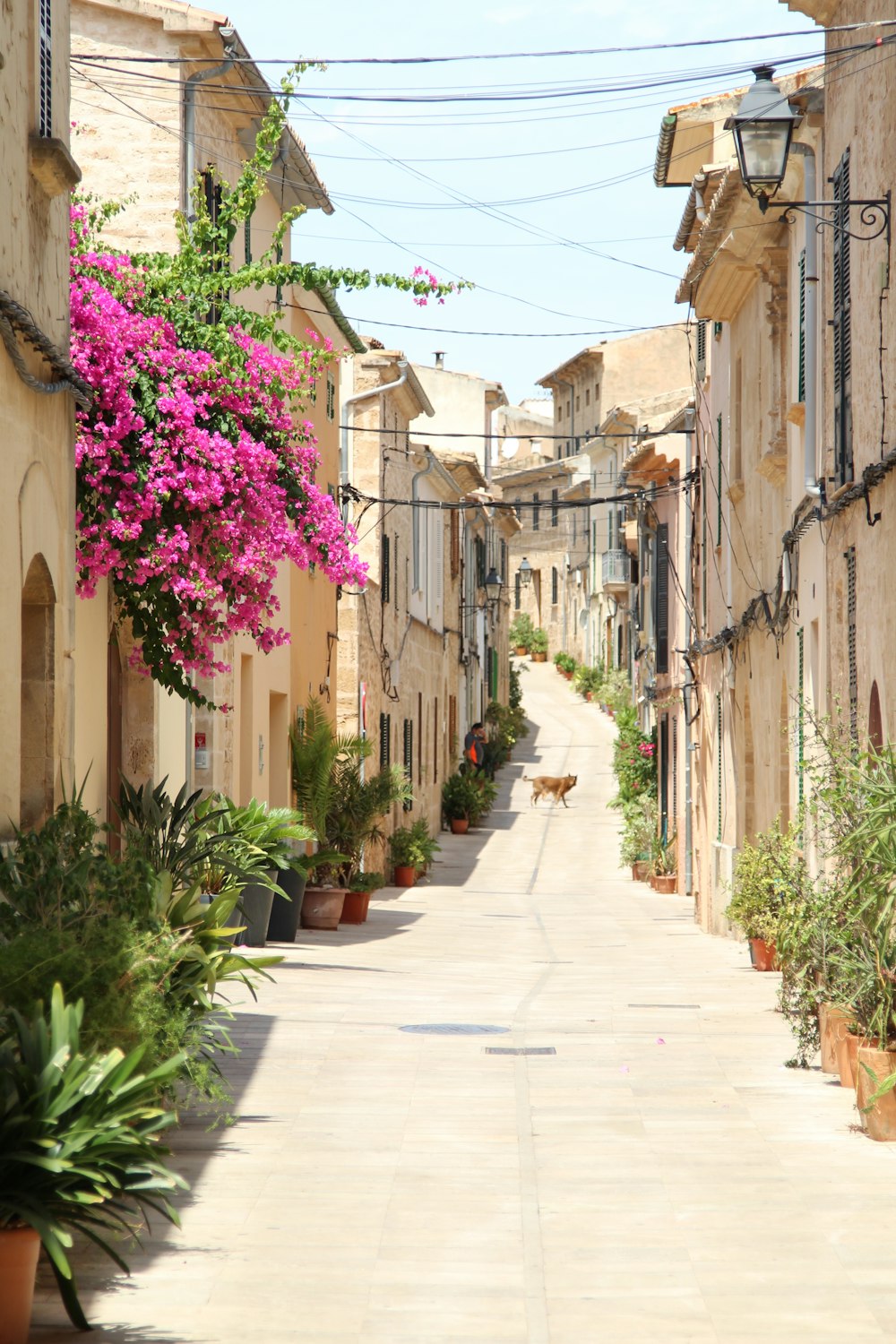 a dog is walking down a narrow street