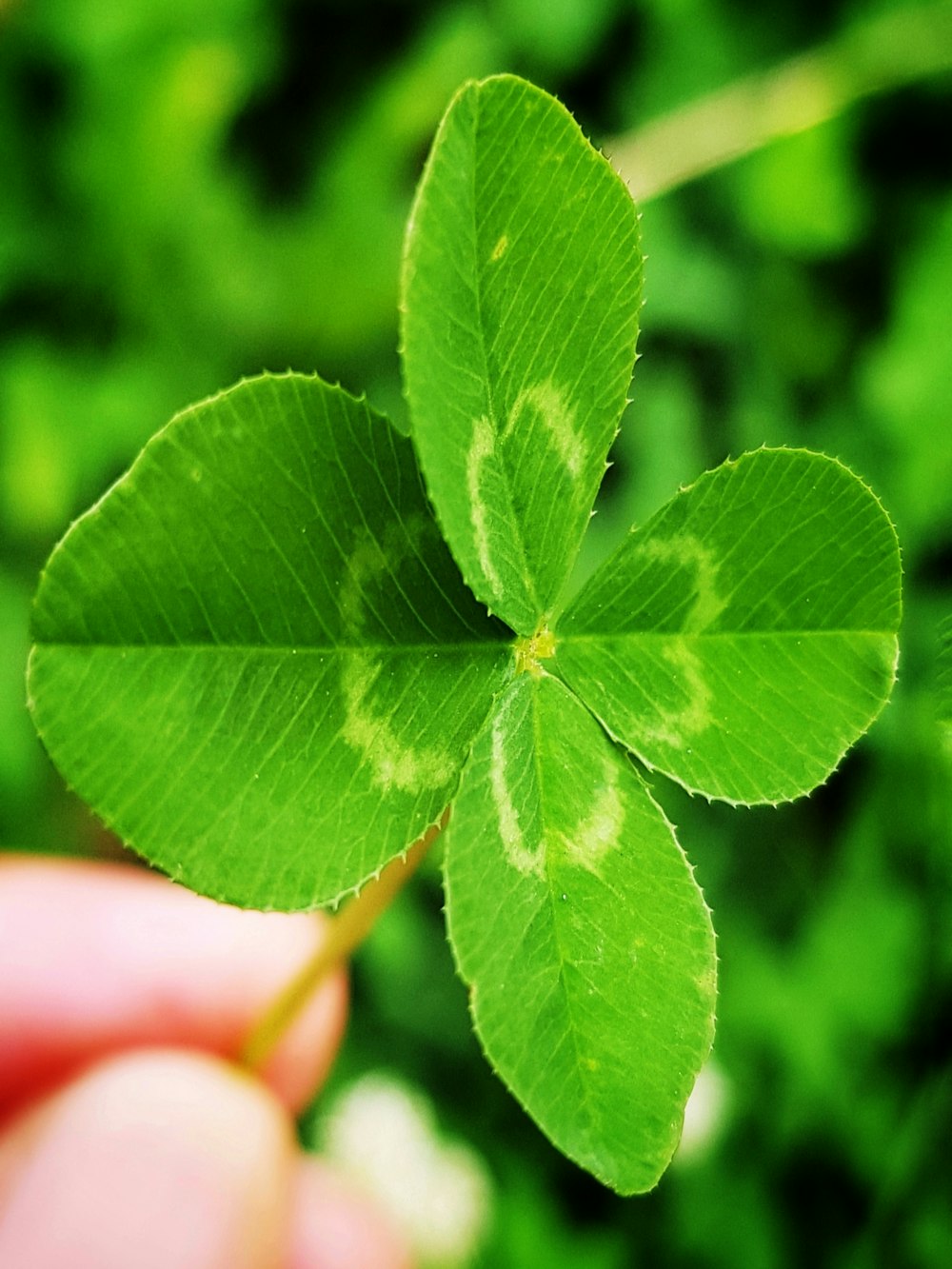 a person holding a four leaf clover in their hand