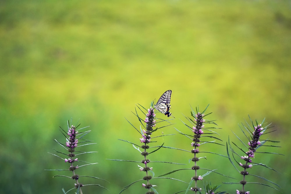 una farfalla seduta sopra un fiore viola
