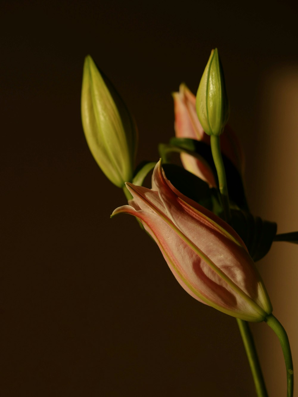 a close up of a flower in a vase