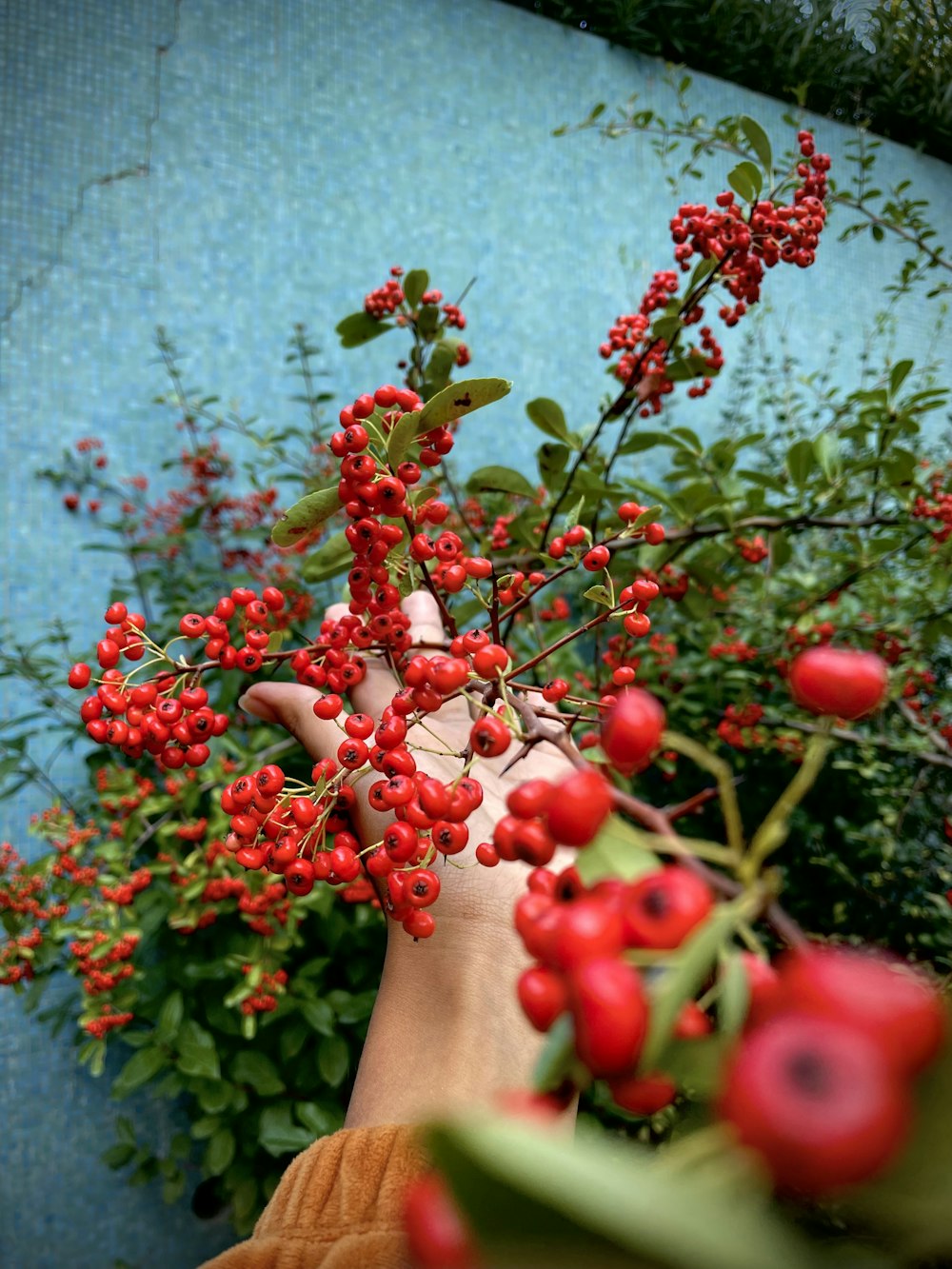 une personne tenant un buisson avec des baies rouges