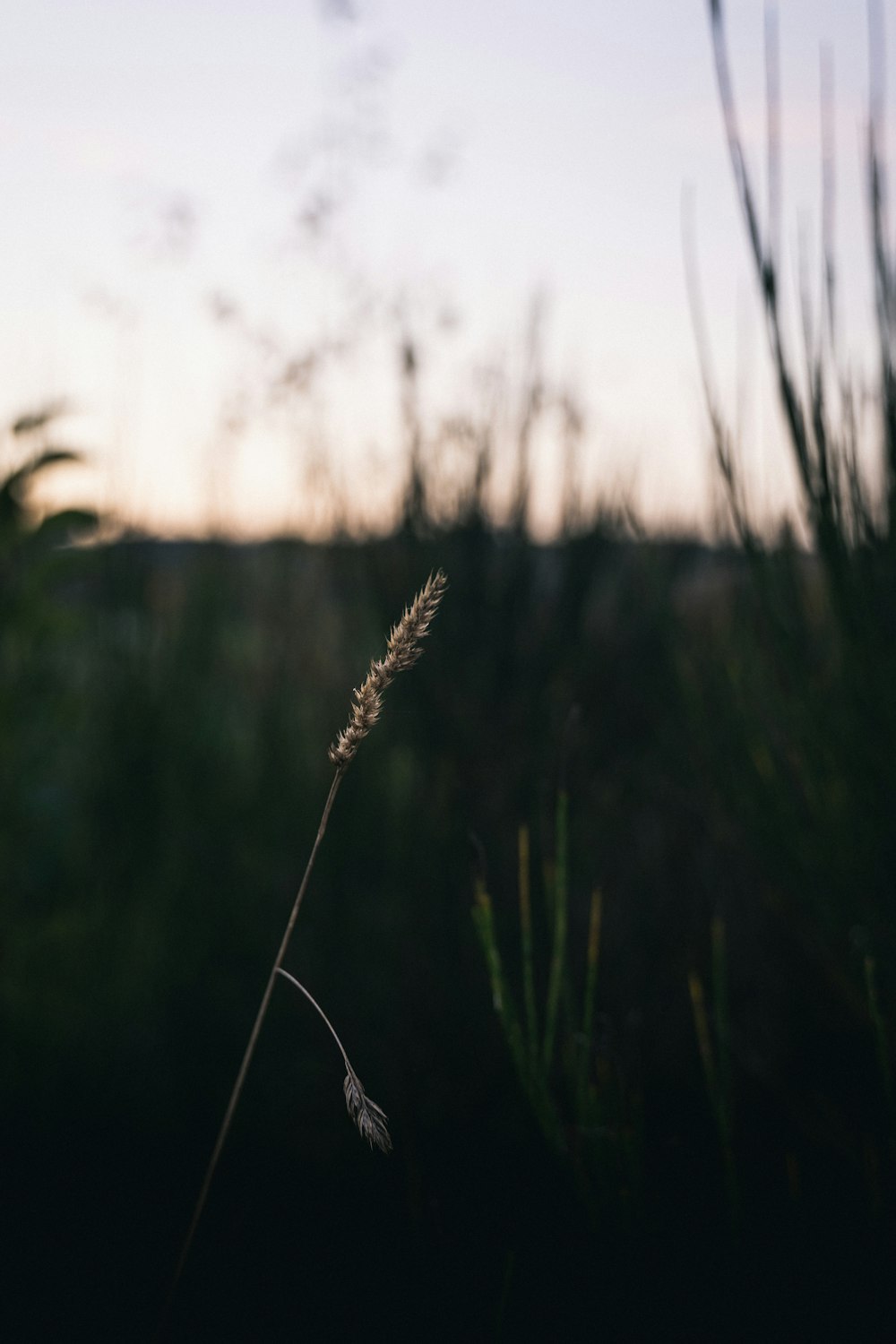 a close up of a plant with a sky in the background