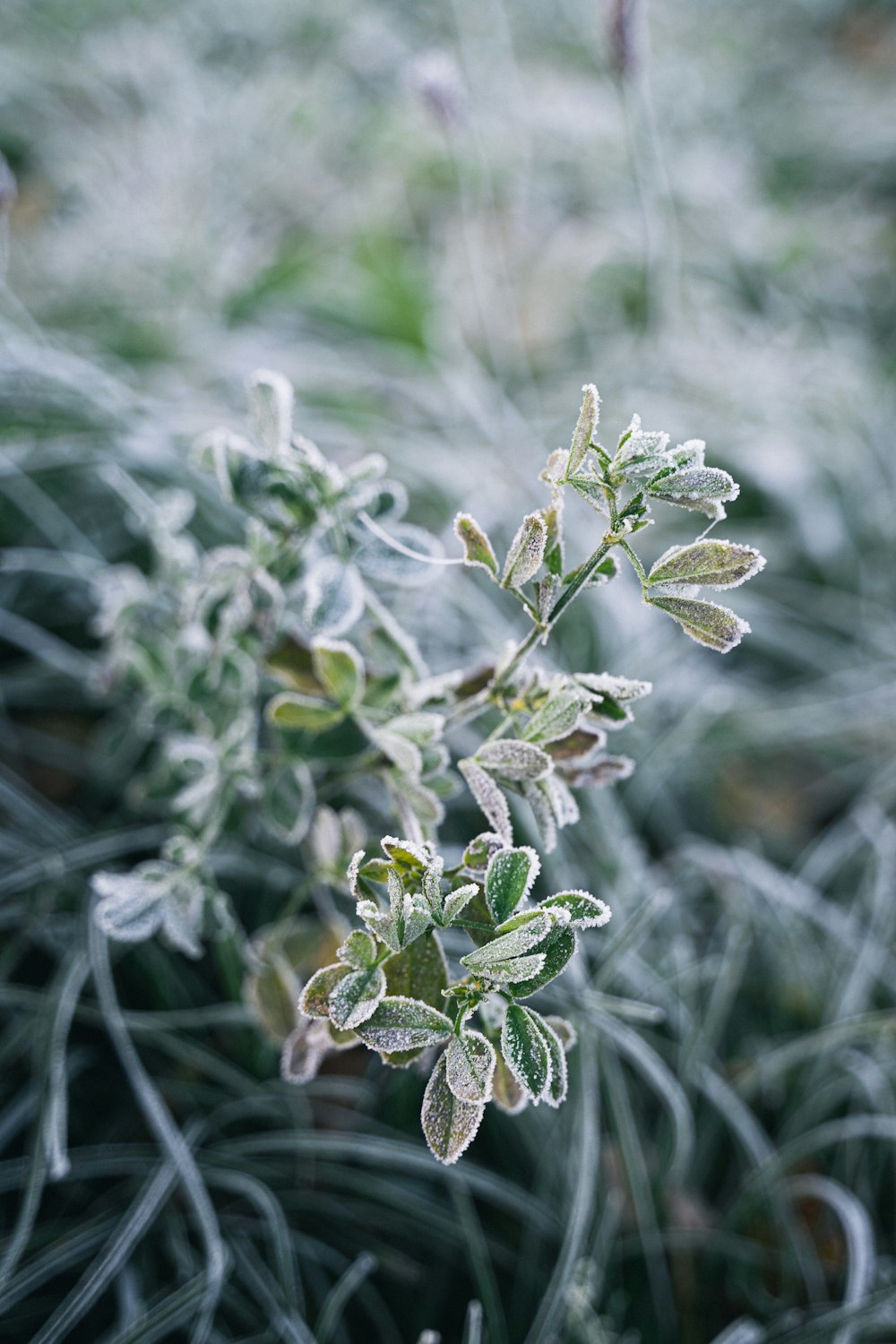 a close up of a plant with frost on it