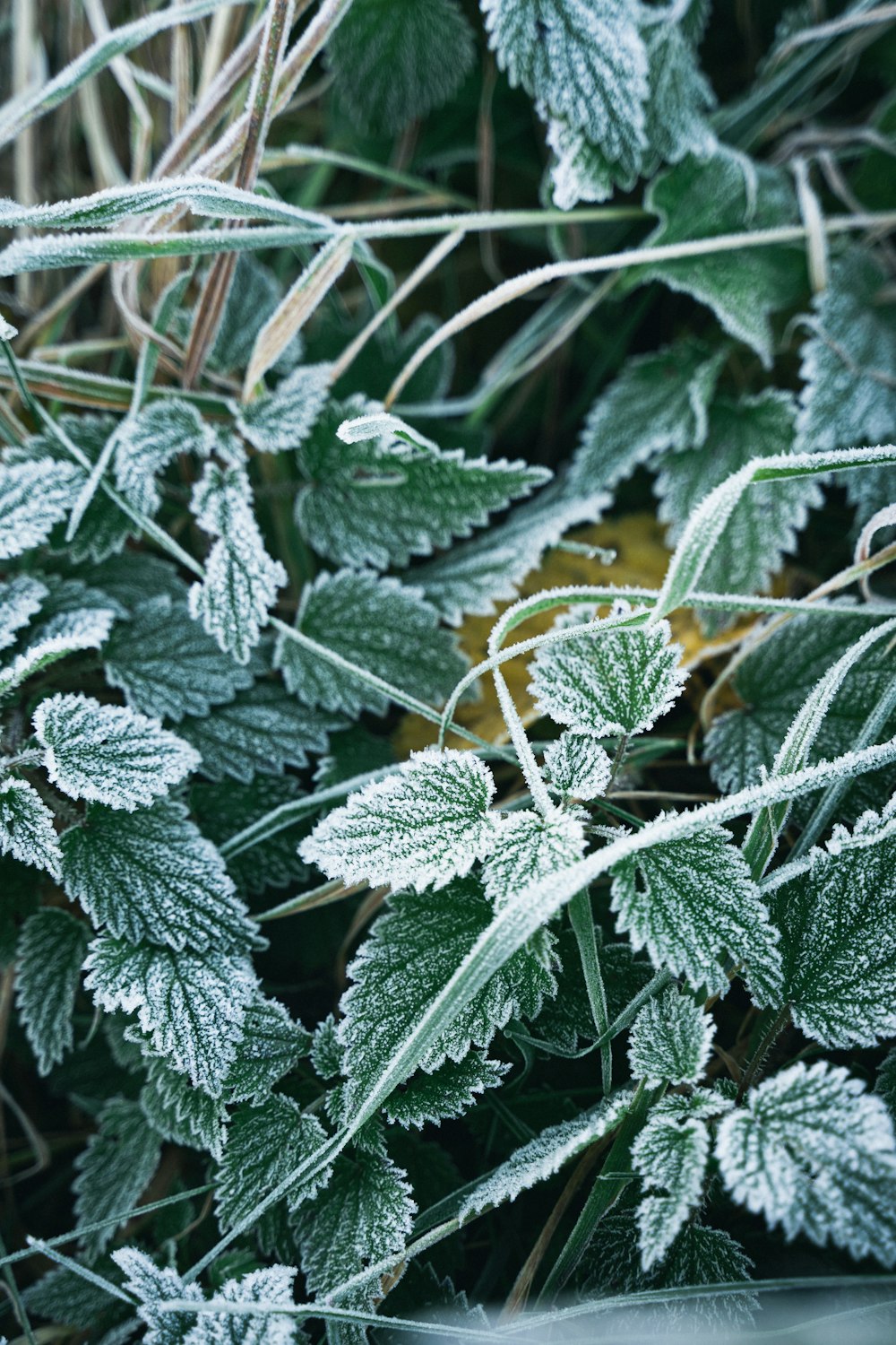 a close up of a plant with frost on it