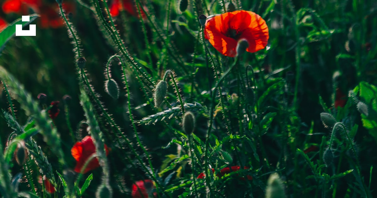 Un champ plein de fleurs rouges par une journée ensoleillée photo ...