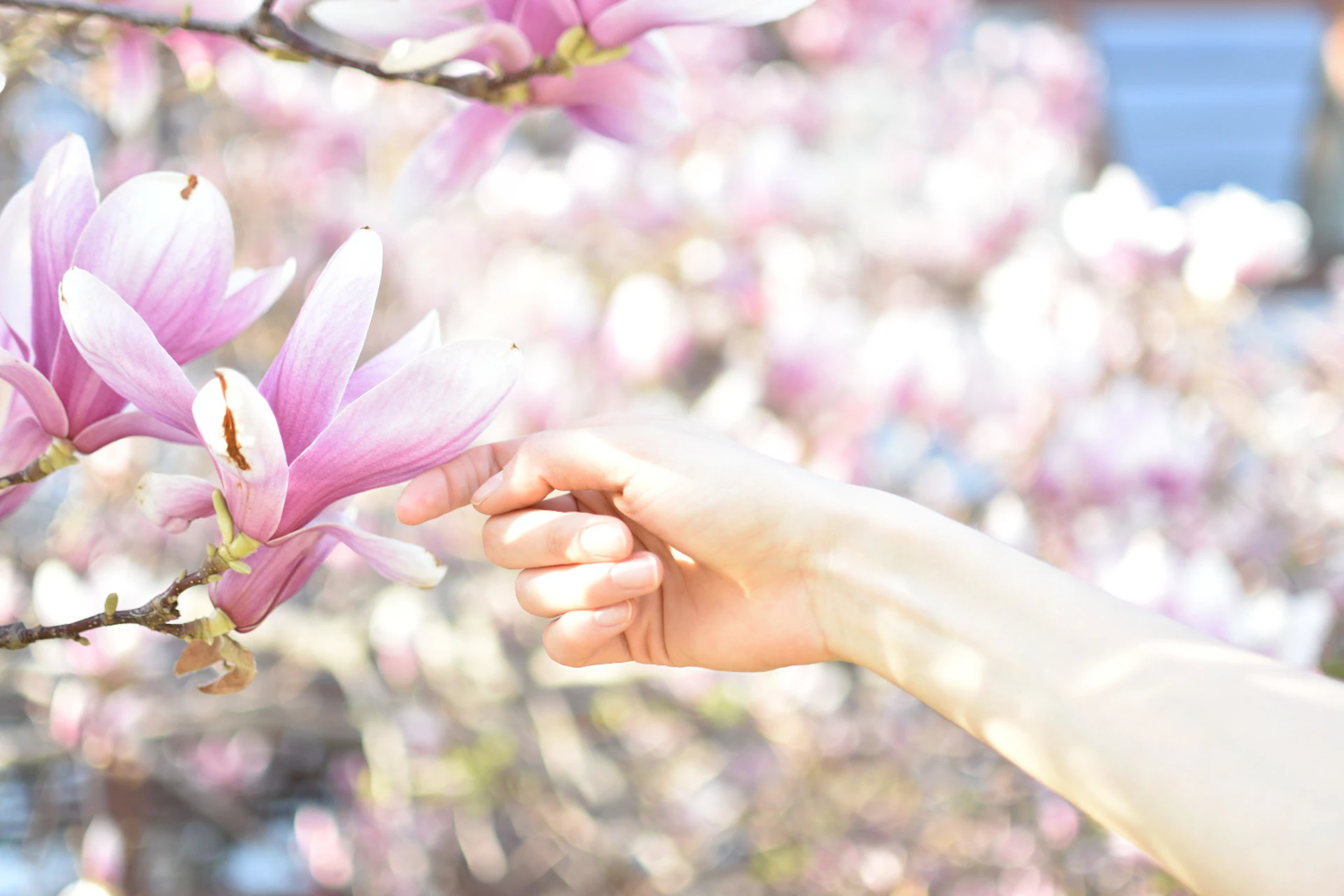 a hand reaching for a flower on a tree