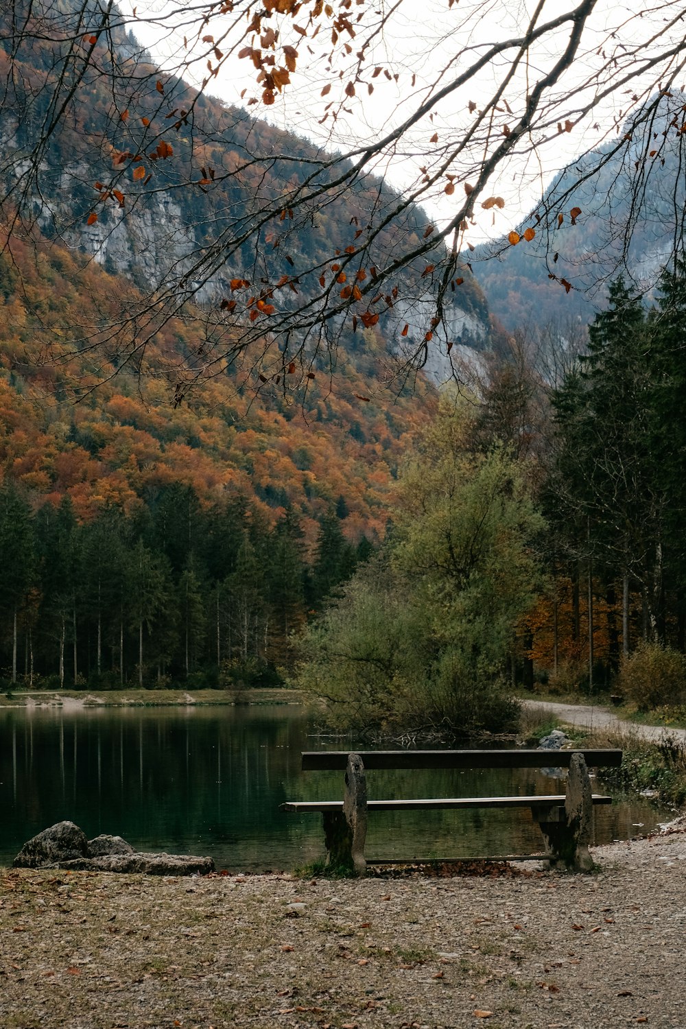 um banco sentado no meio de uma floresta ao lado de um lago