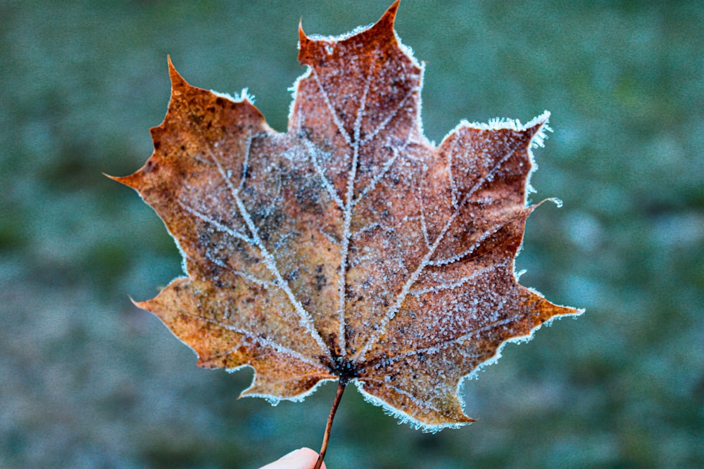 a person holding a leaf with frost on it