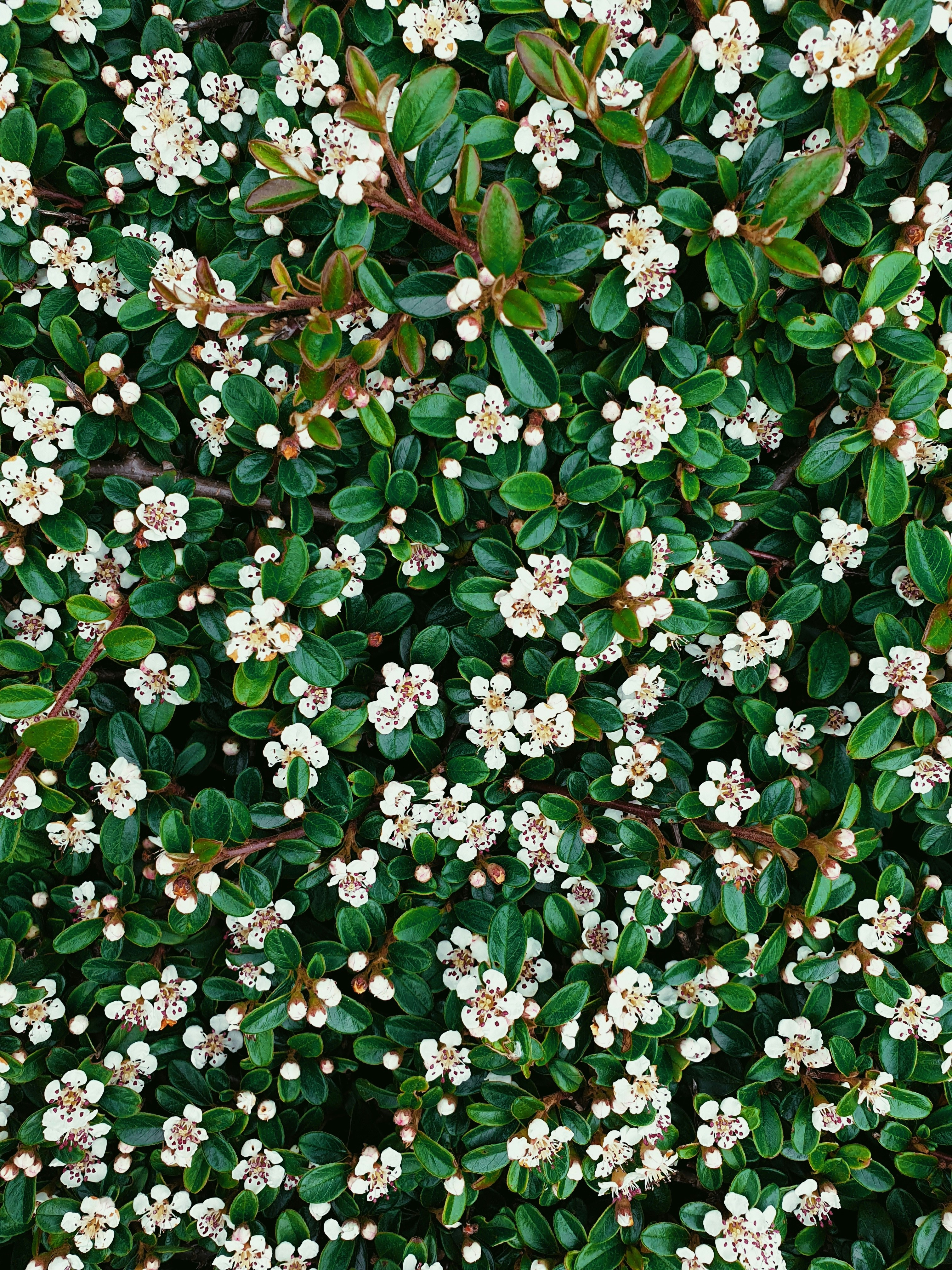 a bush with white flowers and green leaves