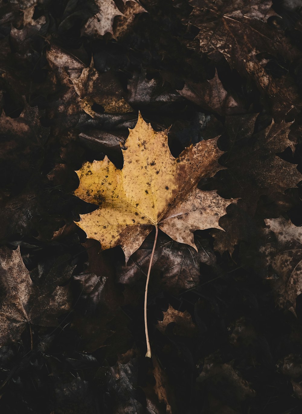 a single yellow leaf laying on the ground