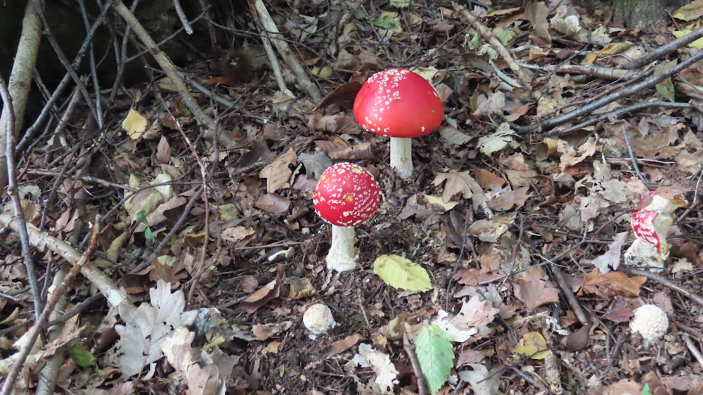 a couple of red mushrooms sitting on top of a forest floor