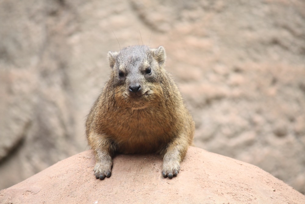 a small animal sitting on top of a rock