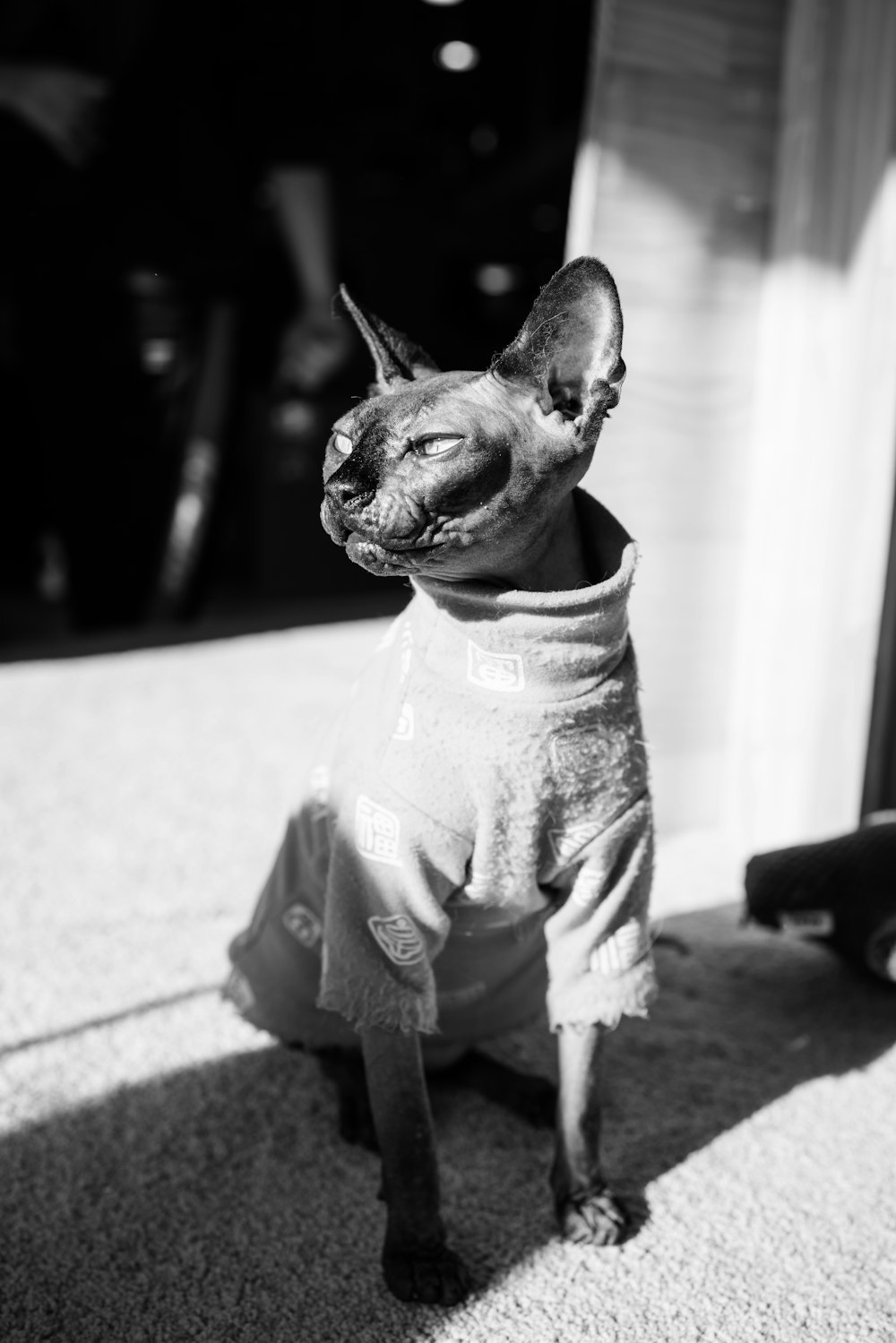 a black and white photo of a cat wearing a sweater