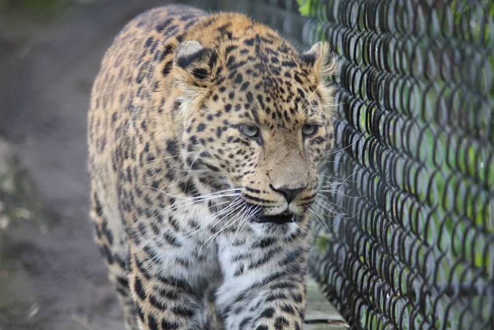 a large leopard walking along a fenced in area