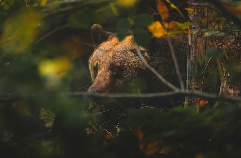 a close up of a bear in the woods