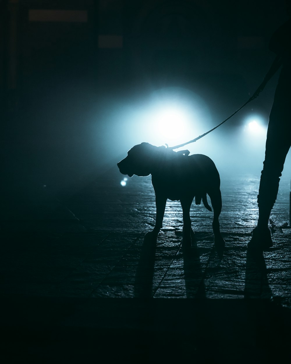 a person walking a dog on a leash in the dark