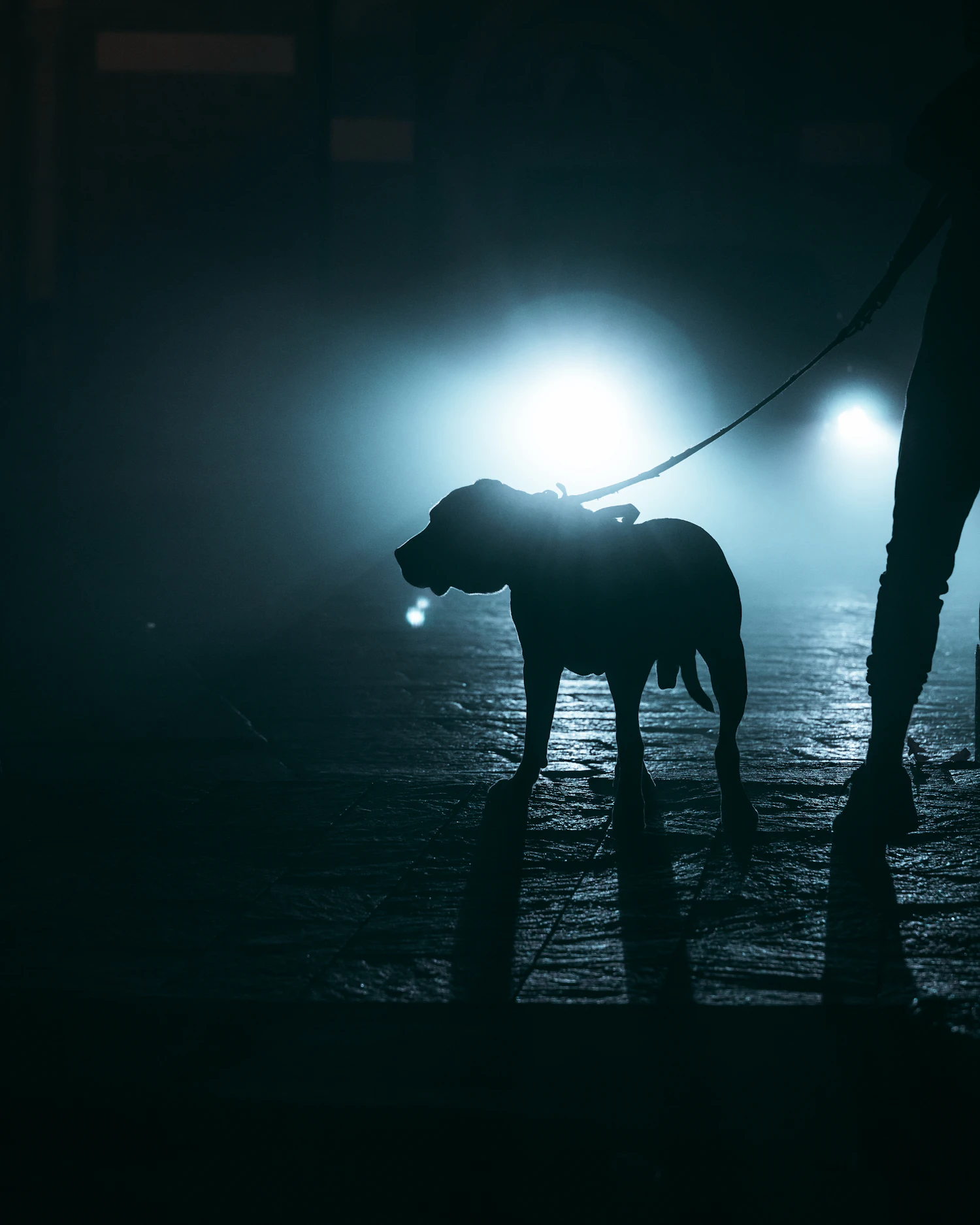 A dog on a lead walking through fog under a street light at night