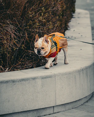 a small dog wearing a jacket on a leash