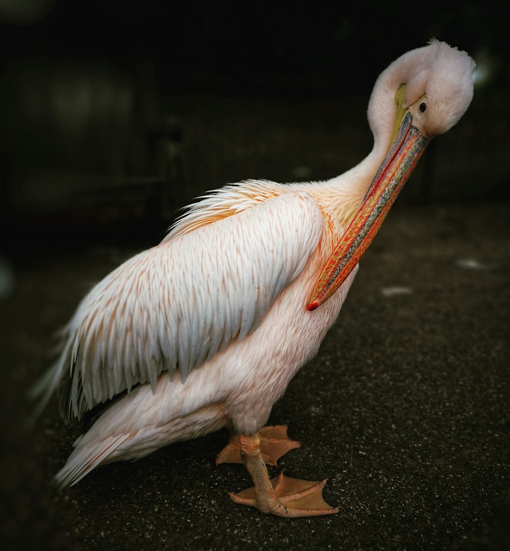 a large white bird with a long beak