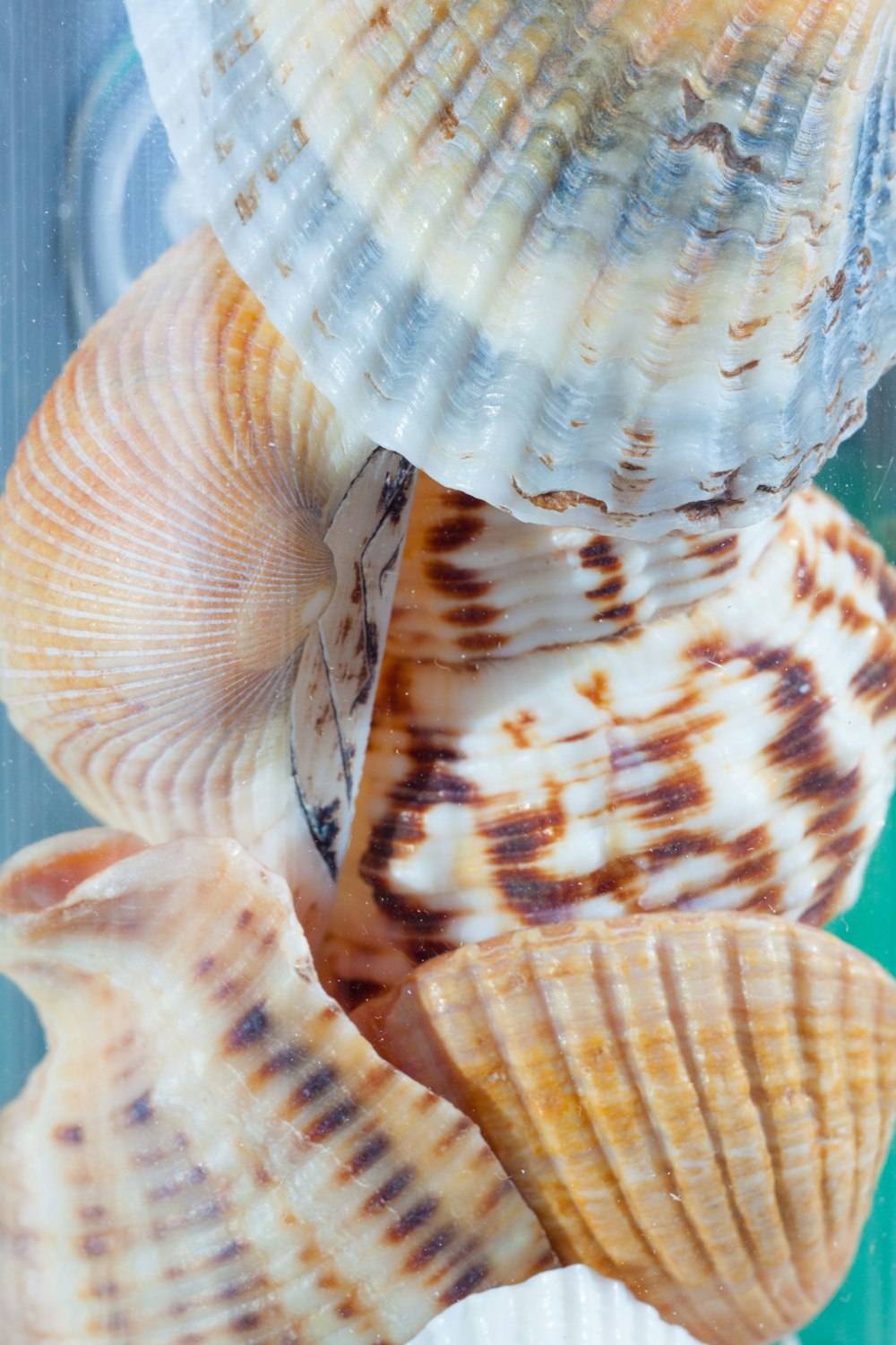 a group of seashells sitting on top of each other