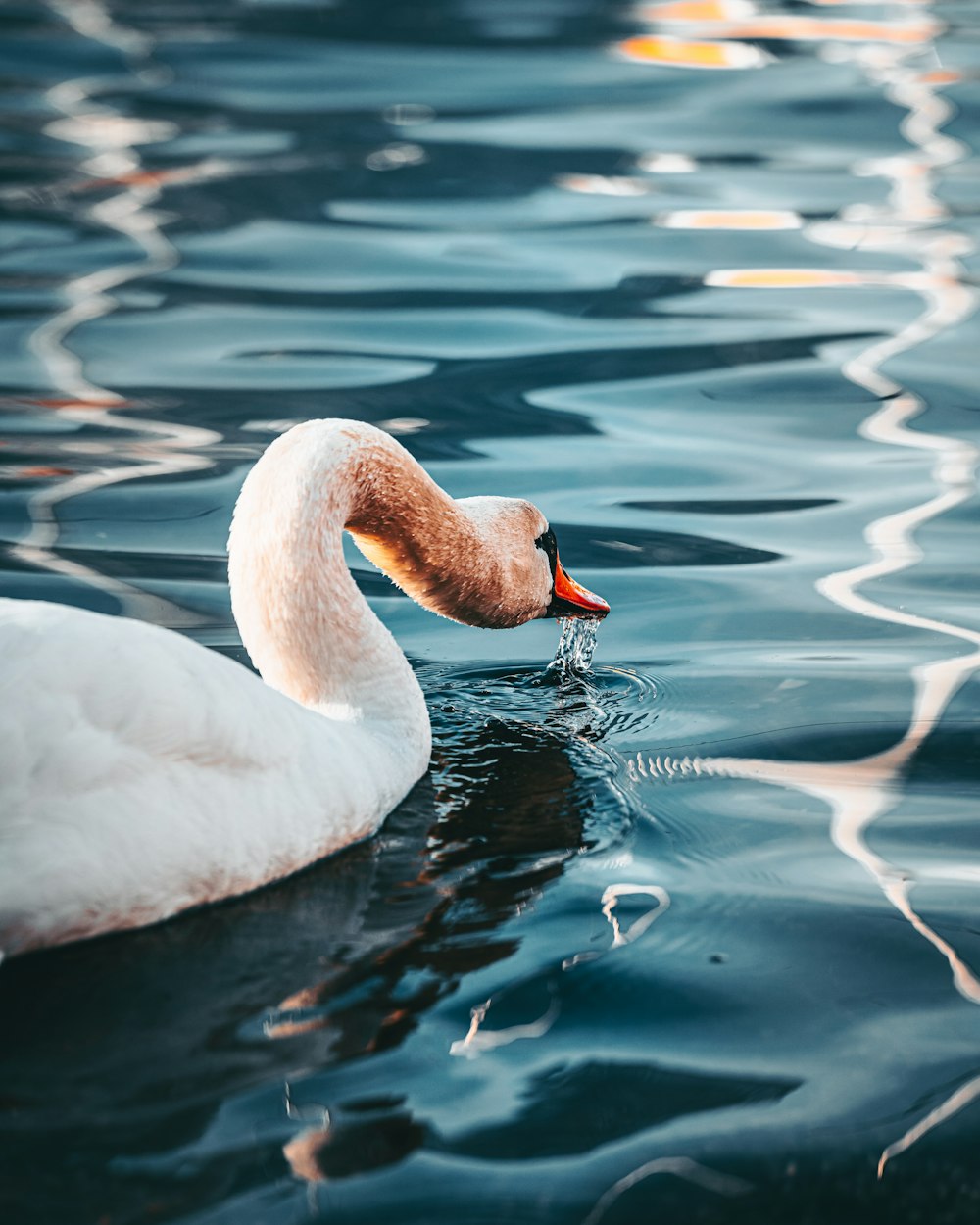 Un cisne está nadando en un cuerpo de agua