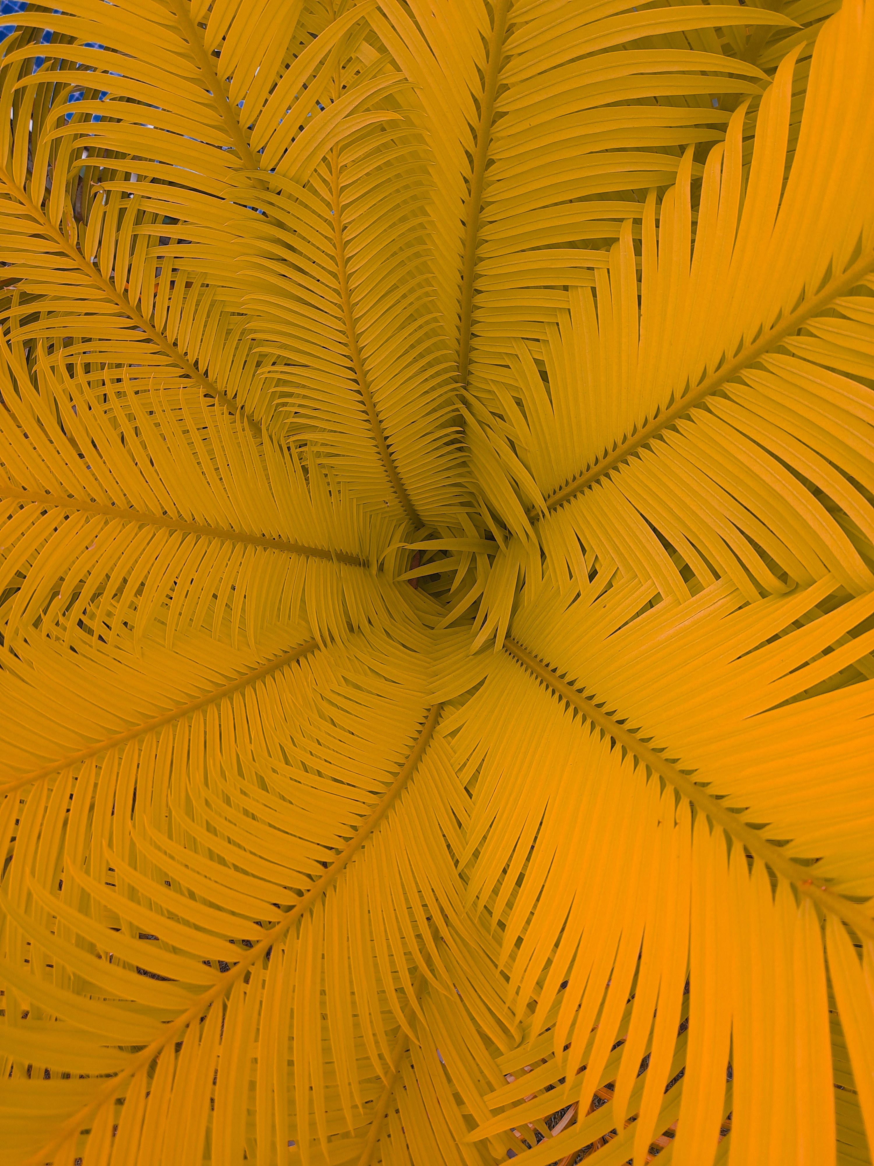 A close up of a yellow palm tree photo – Free Pattern Image on Unsplash