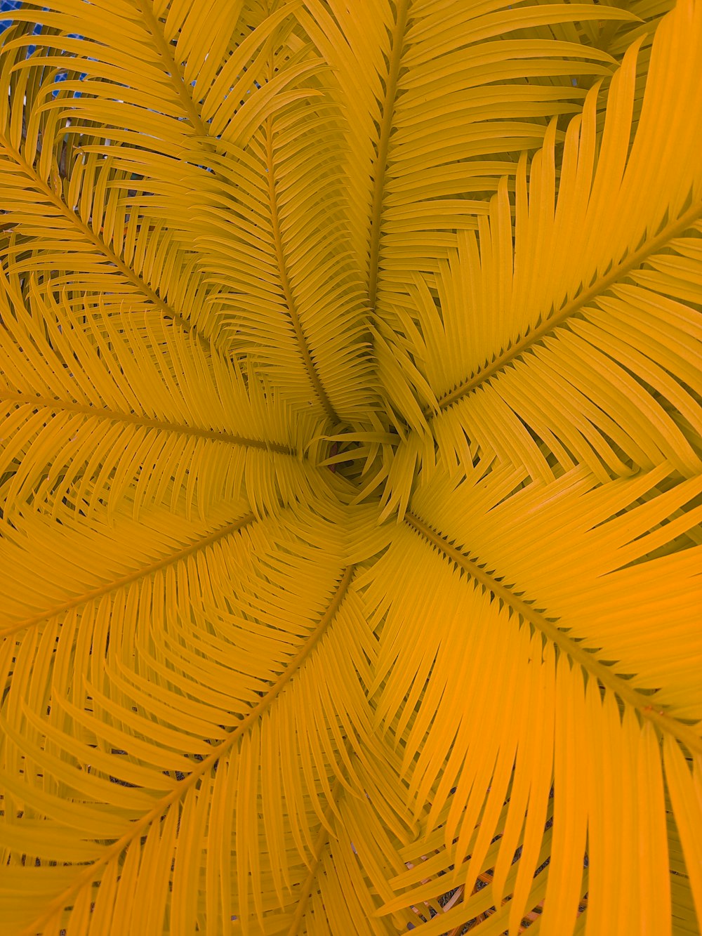 a close up of a yellow palm tree