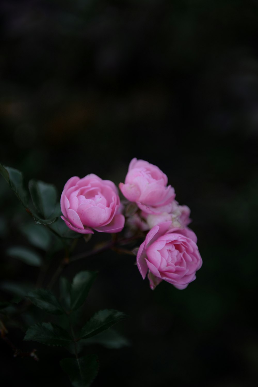 a group of pink flowers sitting on top of a green plant