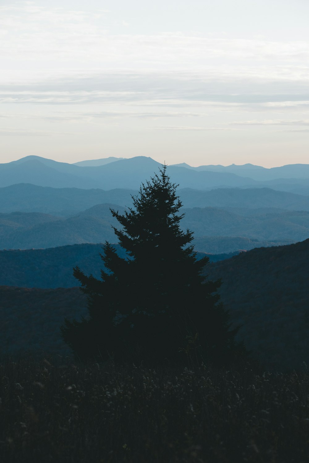 a lone pine tree in the foreground with mountains in the background