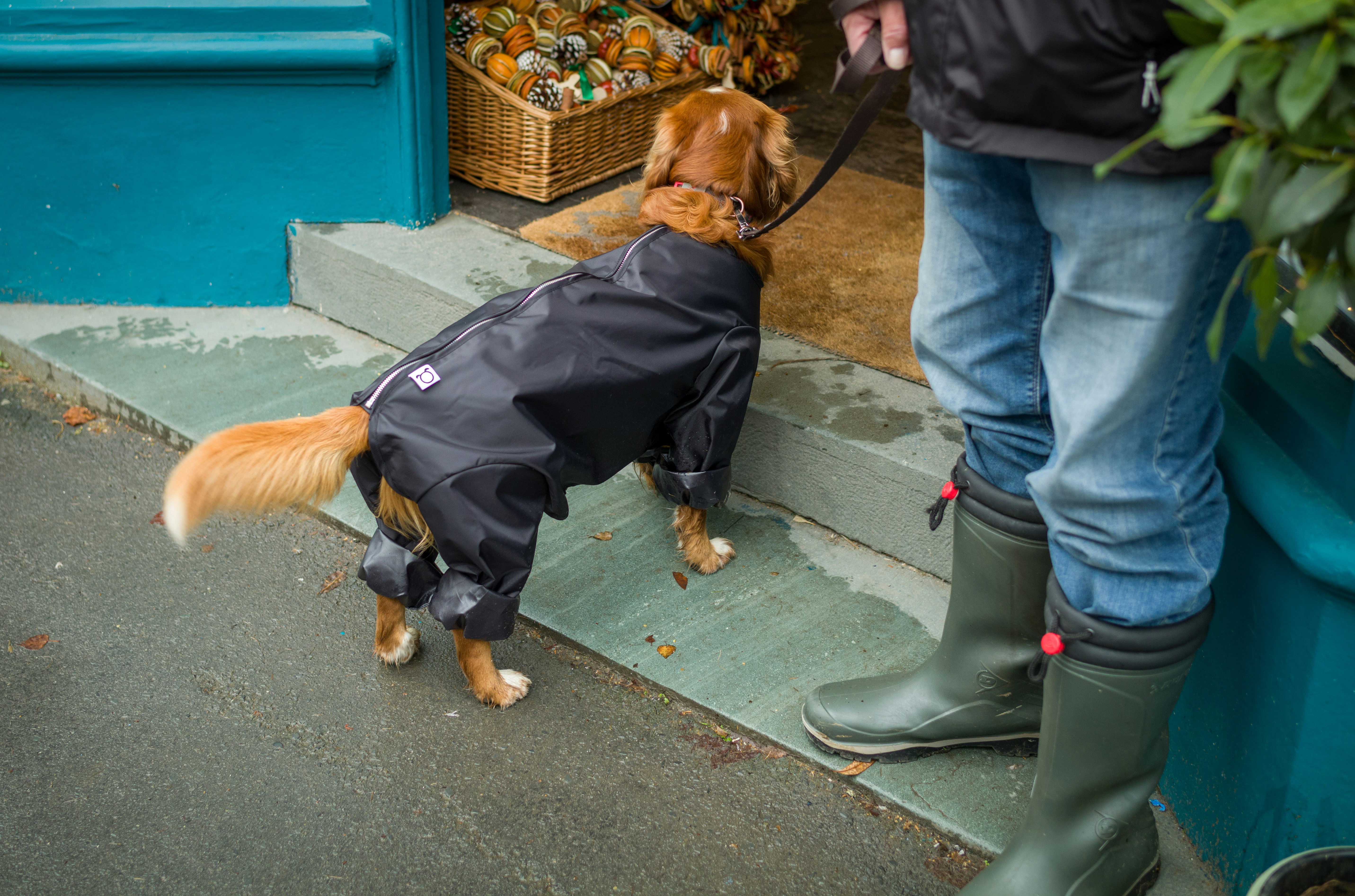 Pet owner browsing a range of dog harnesses in a store
