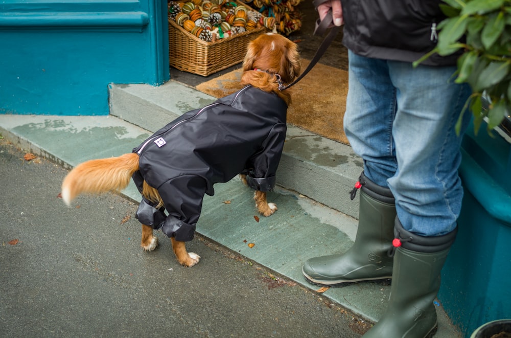 a dog wearing a rain coat on a leash