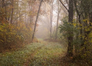 A misty forest path lined with autumn leaves glowing in soft sunlight