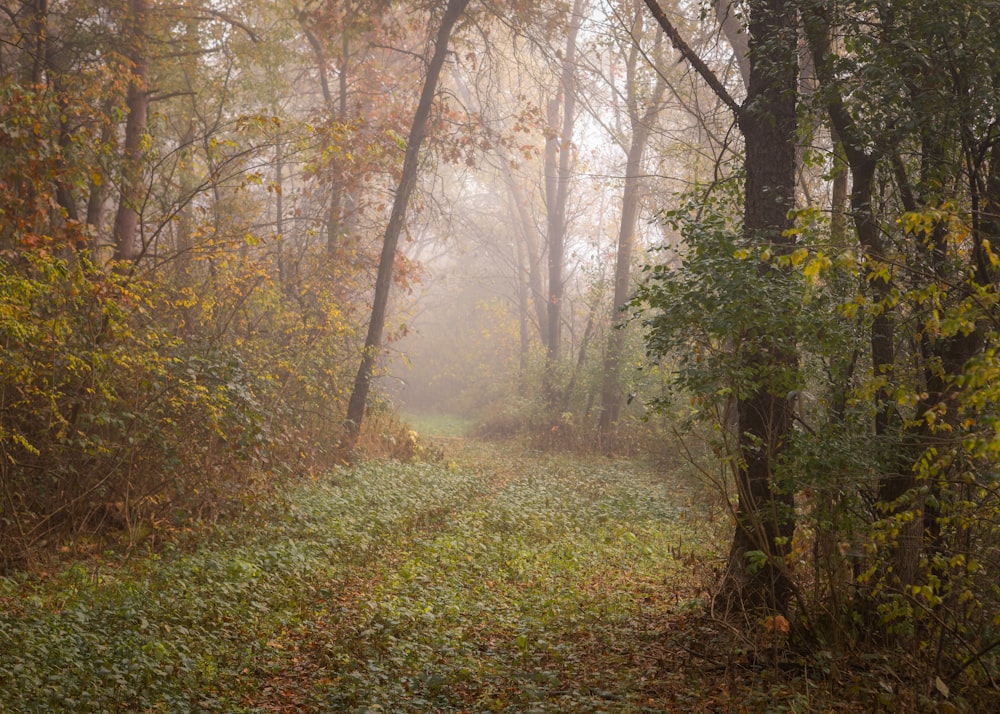 a foggy path in a wooded area with trees