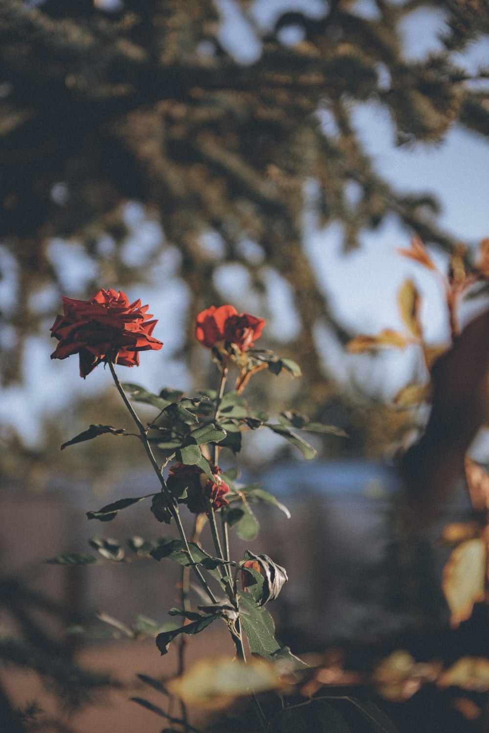 a close up of a single red rose