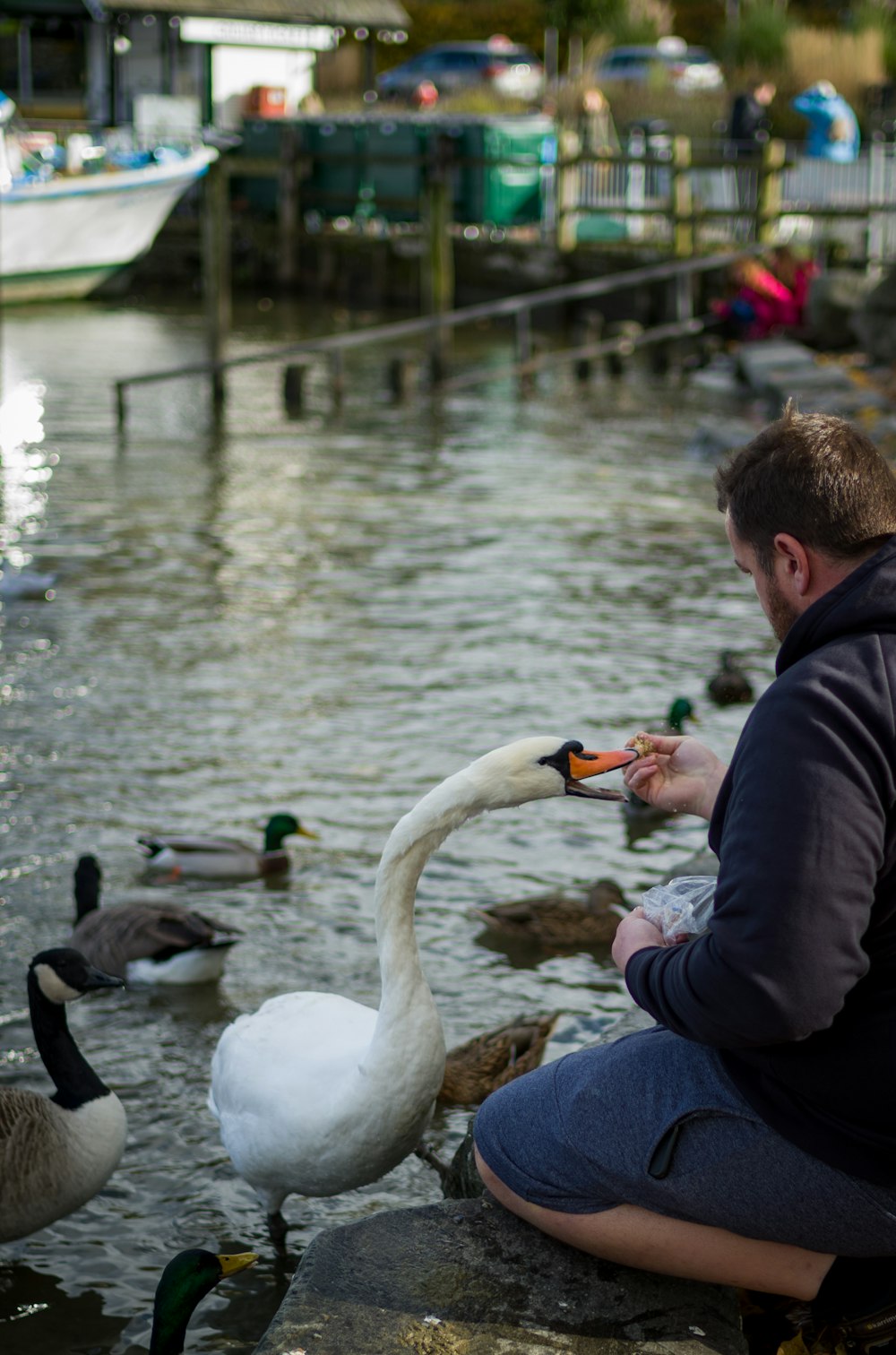 a man feeding a swan a piece of food