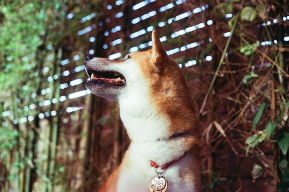 a brown and white dog standing next to a wooden fence