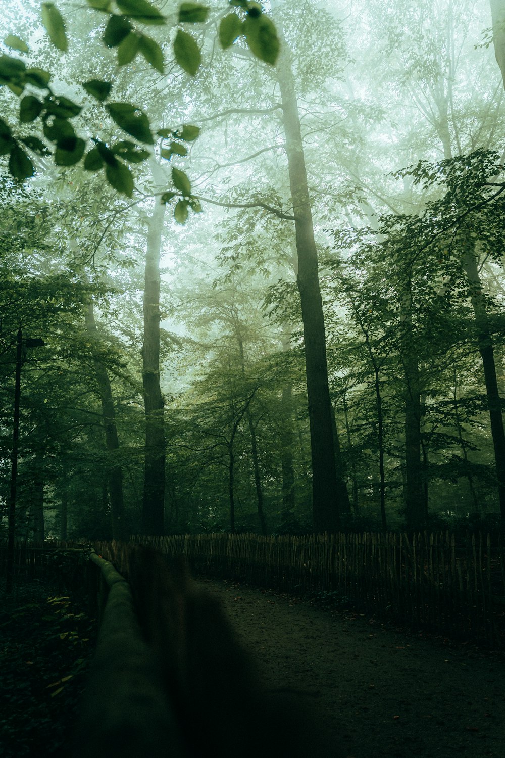 Un sentiero attraverso un bosco con alberi ad alto fusto