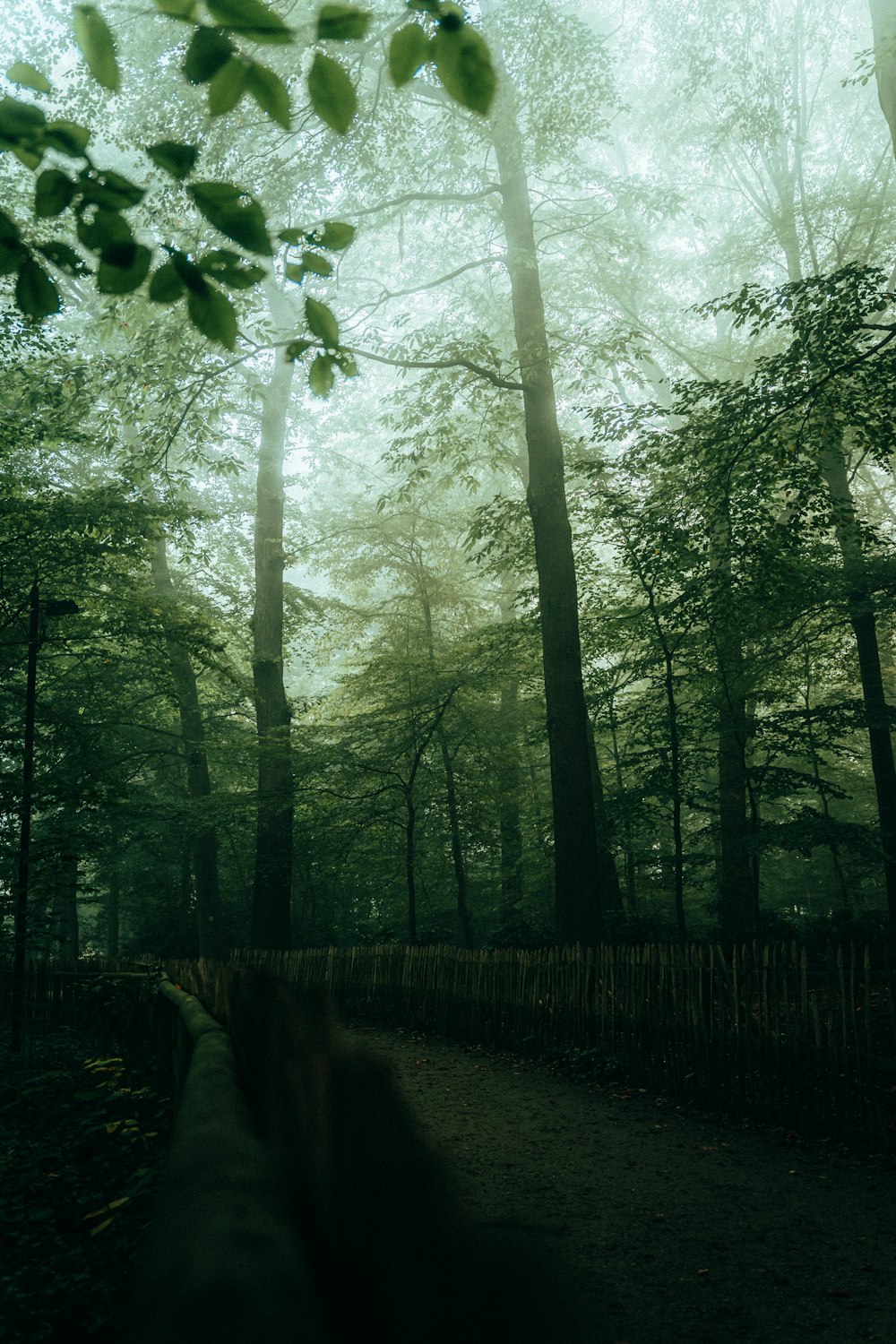 um caminho através de uma floresta com árvores altas