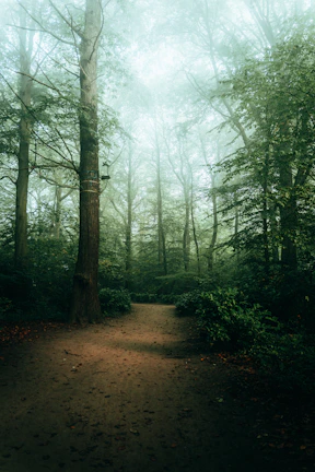 A misty forest path illuminated by faint, ethereal light beams breaking through the trees.